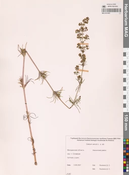 MAG 0014083