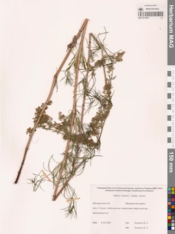 MAG 0014087