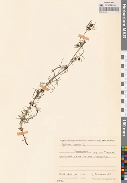 MAG 0014091