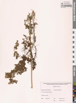MAG 0014093