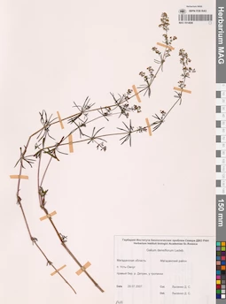 MAG 0014096