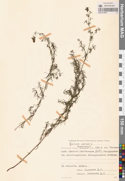 MAG 0014099