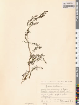 MAG 0014101