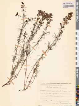 MAG 0014104