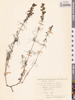 MAG 0014105