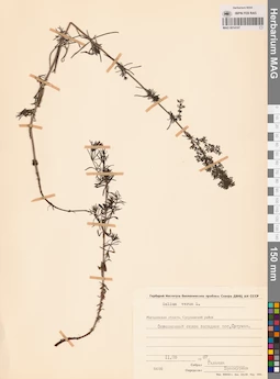MAG 0014107