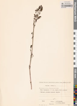 MAG 0014109