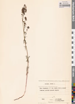 MAG 0014110