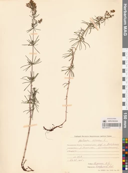 MAG 0014111