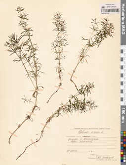 MAG 0014114