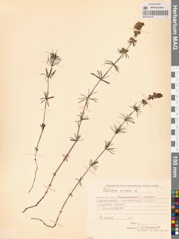 MAG 0014116