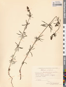 MAG 0014117