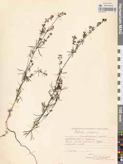 MAG 0014118