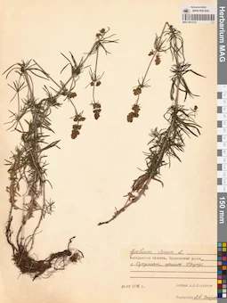 MAG 0014123
