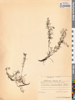MAG 0014124