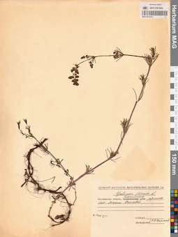 MAG 0014125