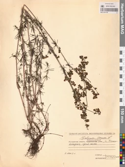 MAG 0014126