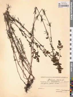 MAG 0014127