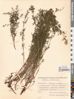 MAG 0014130