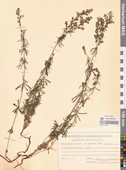 MAG 0014132