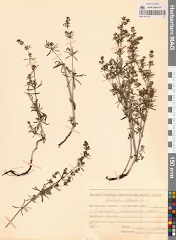 MAG 0014134
