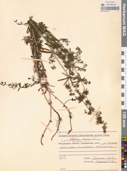 MAG 0014135