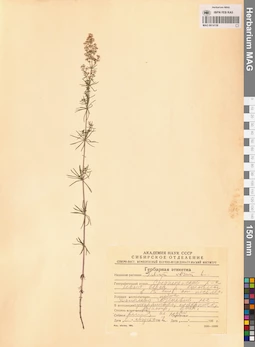 MAG 0014138