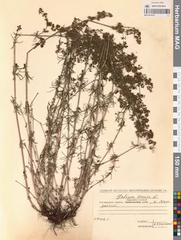 MAG 0014141