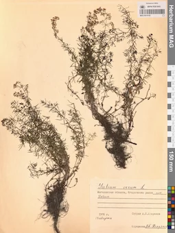 MAG 0014142