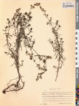 MAG 0014143