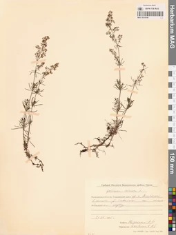MAG 0014144