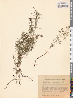 MAG 0014146