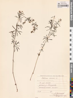 MAG 0014147