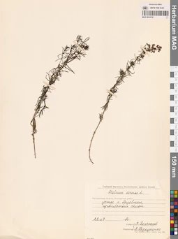 MAG 0014150