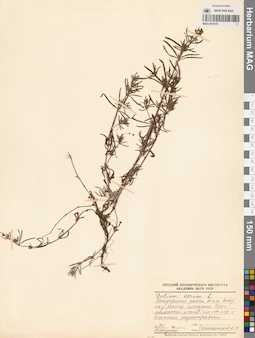 MAG 0014151