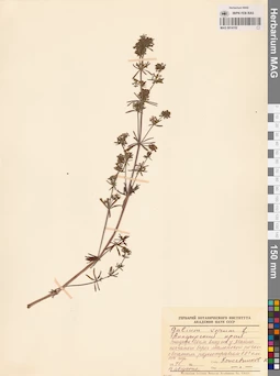 MAG 0014152