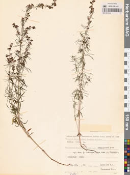 MAG 0014154