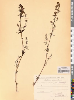 MAG 0014158