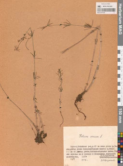 MAG 0014160
