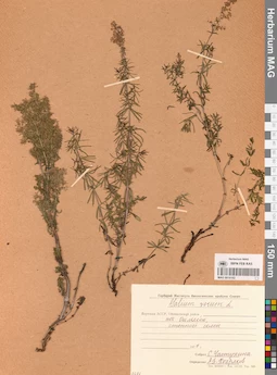 MAG 0014162