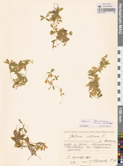 MAG 0014102