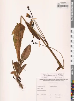 MAG 0022545