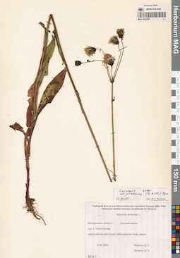 MAG 0022548
