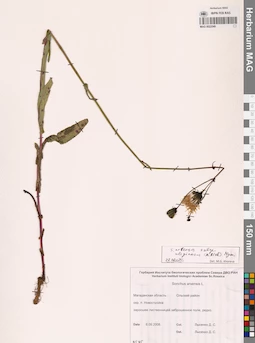 MAG 0022549
