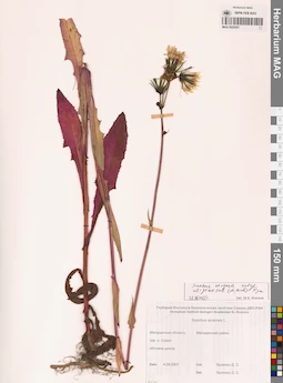 MAG 0022551