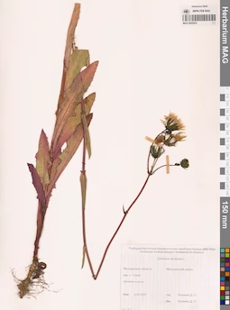 MAG 0022553