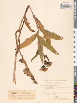 MAG 0022555