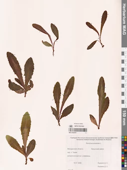 MAG 0022557