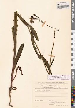 MAG 0022558