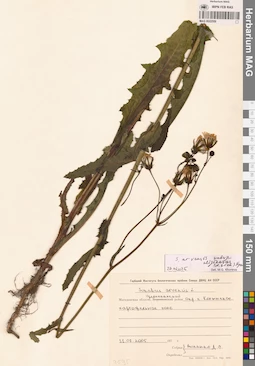 MAG 0022559